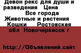 Девон рекс для души и разведения › Цена ­ 20 000 - Все города Животные и растения » Кошки   . Ростовская обл.,Новочеркасск г.